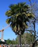 Brahea edulis