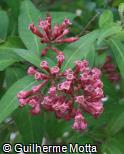 Buddleja colvilei