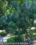 Bupleurum fruticosum