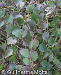 Capparis spinosa