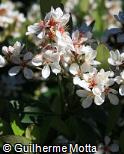 Rhaphiolepis umbellata