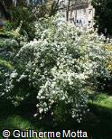 Spiraea cantoniensis var. lanceata