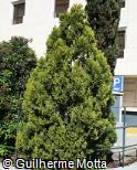 Thuja orientalis ´Westmont´