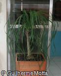 Beaucarnea recurvata